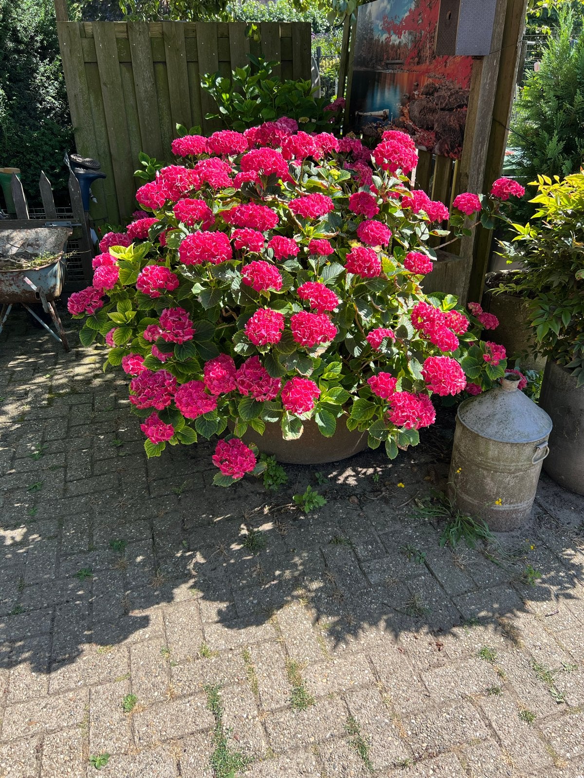Grote dieproze boerenhortensia, Vaste plant, Halfschaduw, Zomer, Ophalen