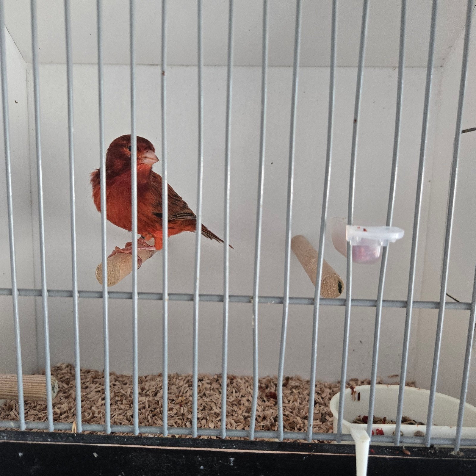 agaatrood kanaries, Dieren en Toebehoren, Ophalen