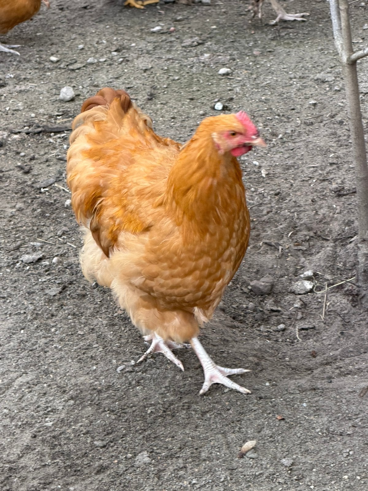 Prachtige Orpington Buff, Dieren en Toebehoren, Mannelijk, Kip