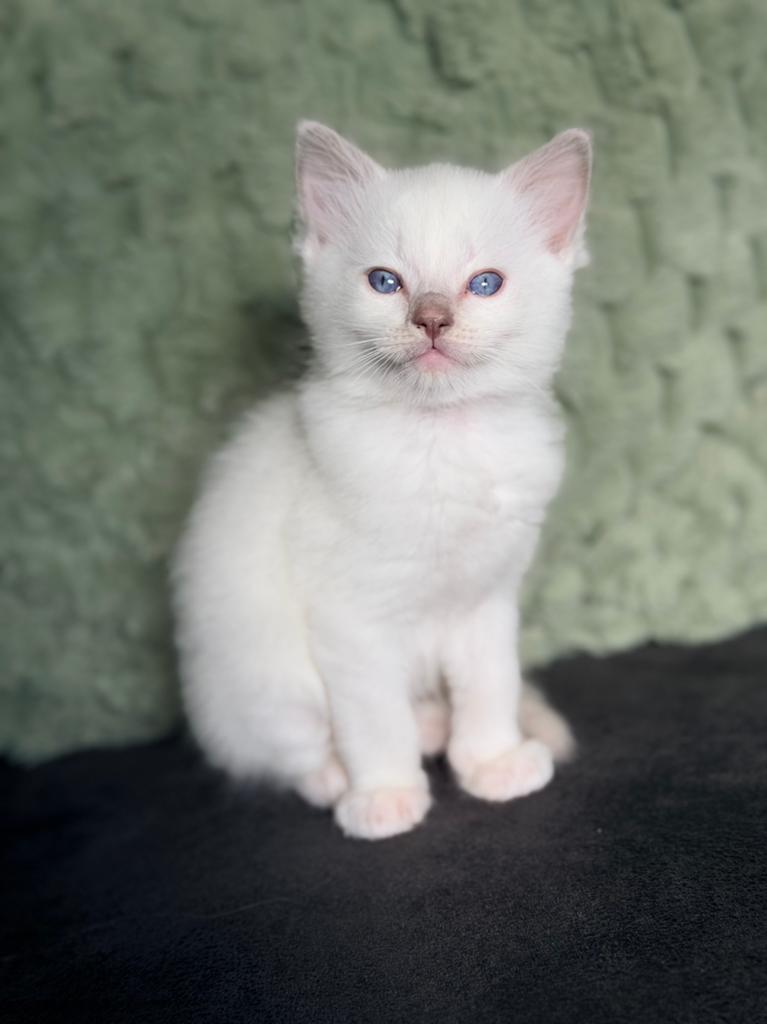 Prachtige ragdoll kittens met stamboom te koop!, Meerdere dieren, Met stamboom, 0 tot 2 jaar