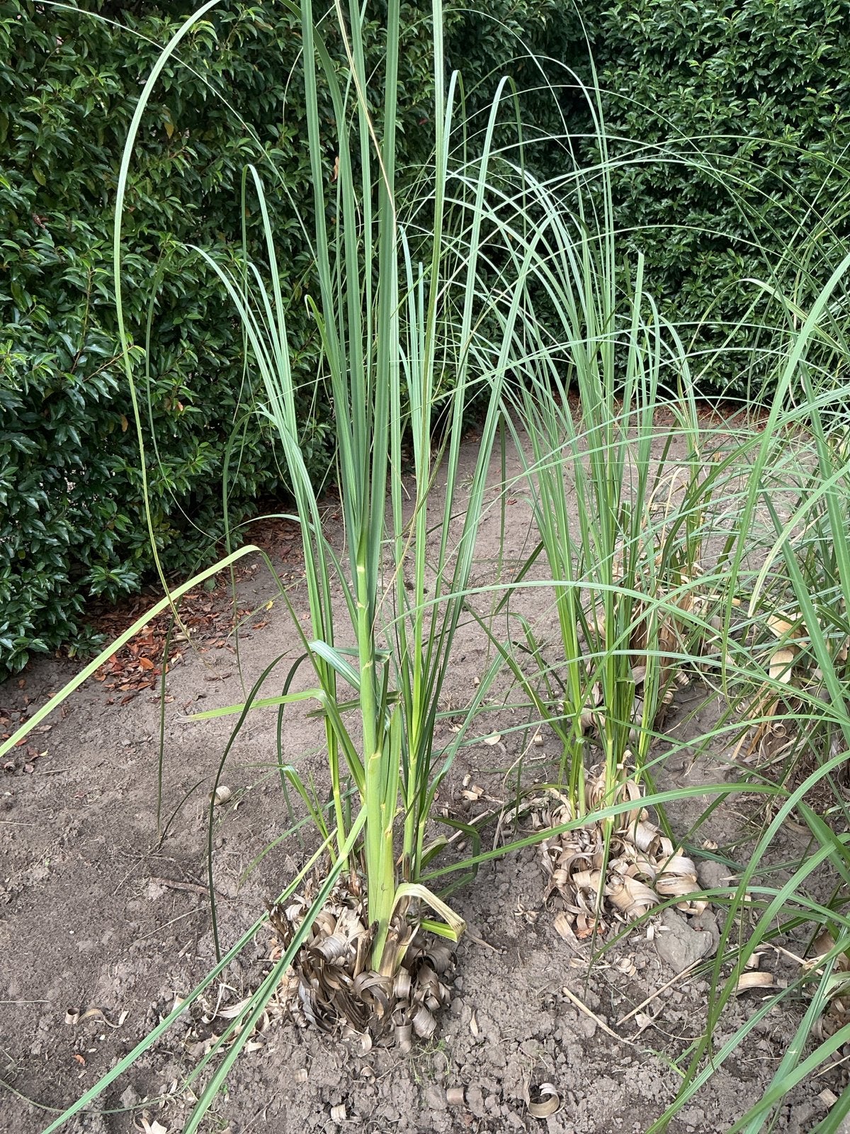 Pampas gras, Ophalen, Volle zon, Vaste plant, Bloeit niet