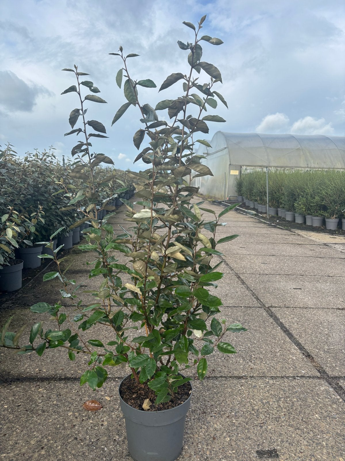 Elaeagnus ebbingei, Tuin en Terras, Overige soorten, Volle zon, Vaste plant, Ophalen of Verzenden