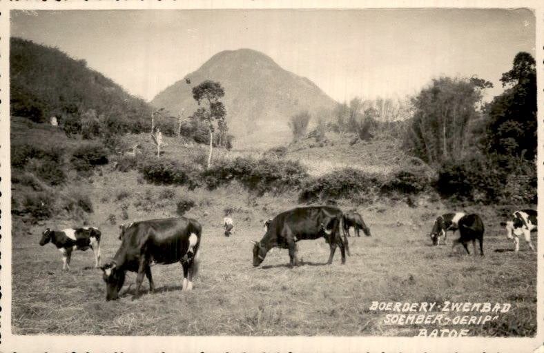 Nederlands Indië - Fotokaart - Boerderij - Batoe - 1930, Verzenden, 1920 tot 1940, Gelopen, Noord-Holland