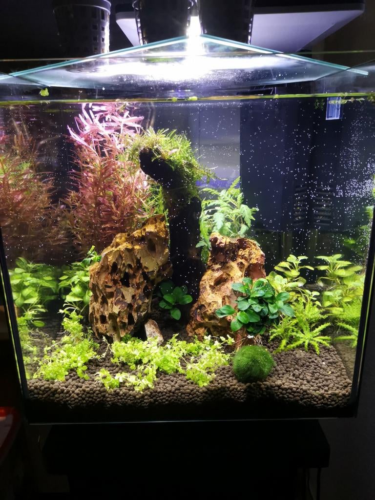Aquarium planten ruil/weggeef hoek Zuid Holland, Dieren en Toebehoren, Vissen | Aquaria en Toebehoren, Ophalen