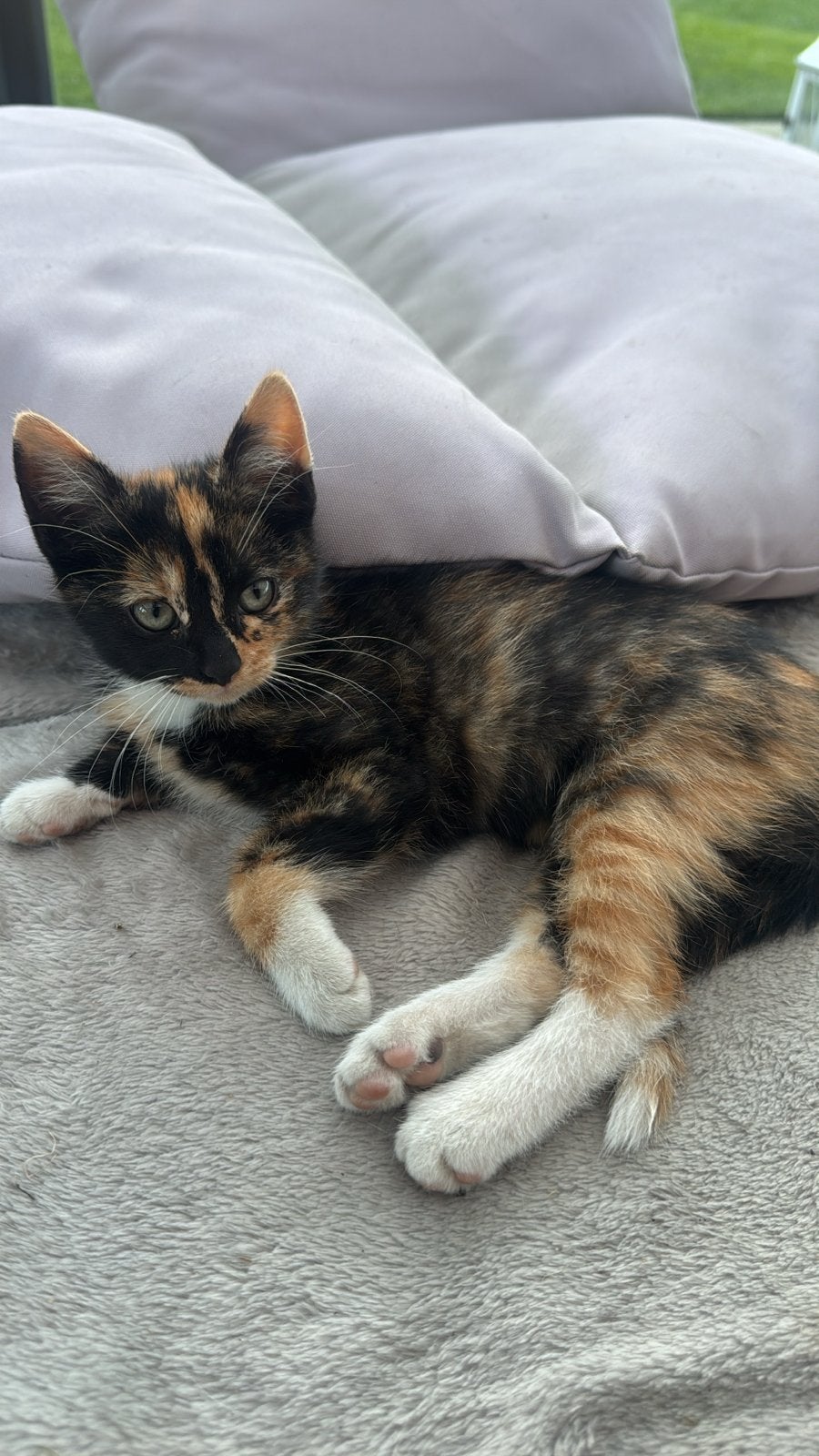 Prachtige kitten