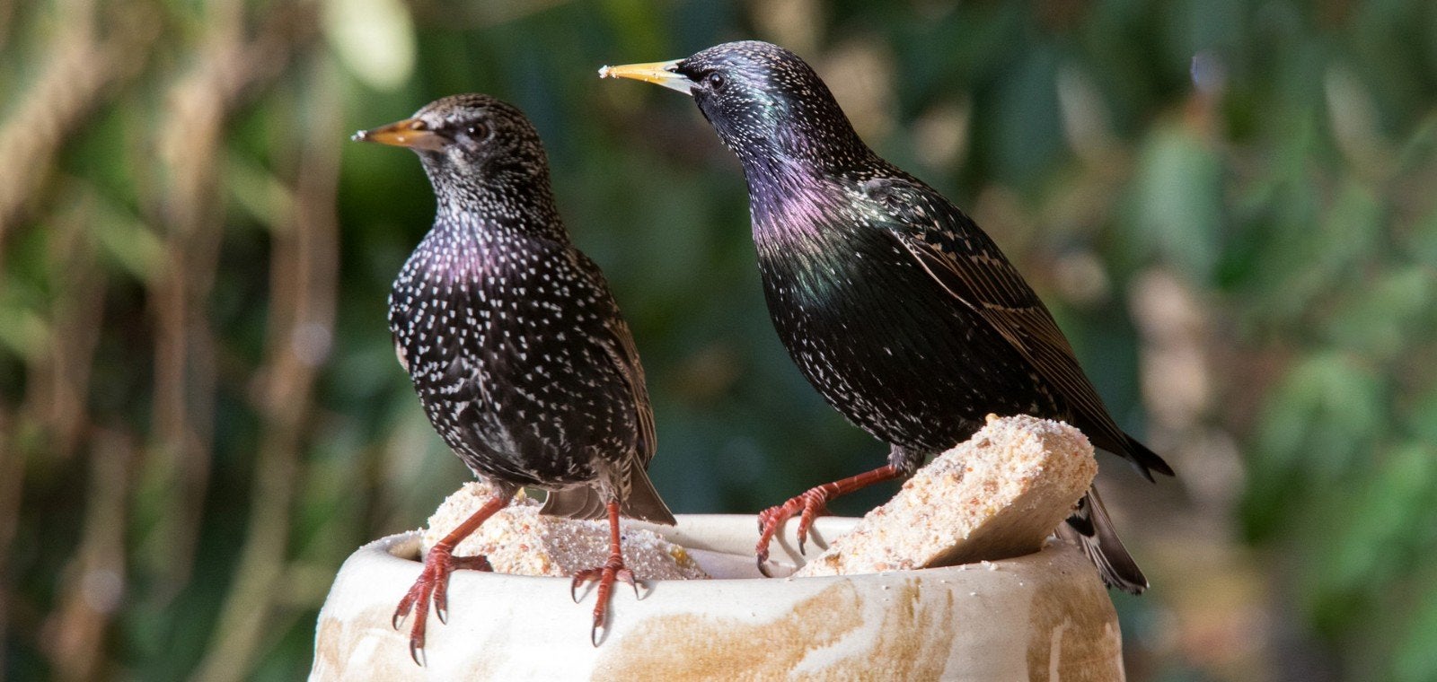 Nieuw binnen bij Vogelspeciaalzaak De Toekan – Bijzondere, Dieren en Toebehoren, Meerdere dieren, Wildzangvogel, Geringd