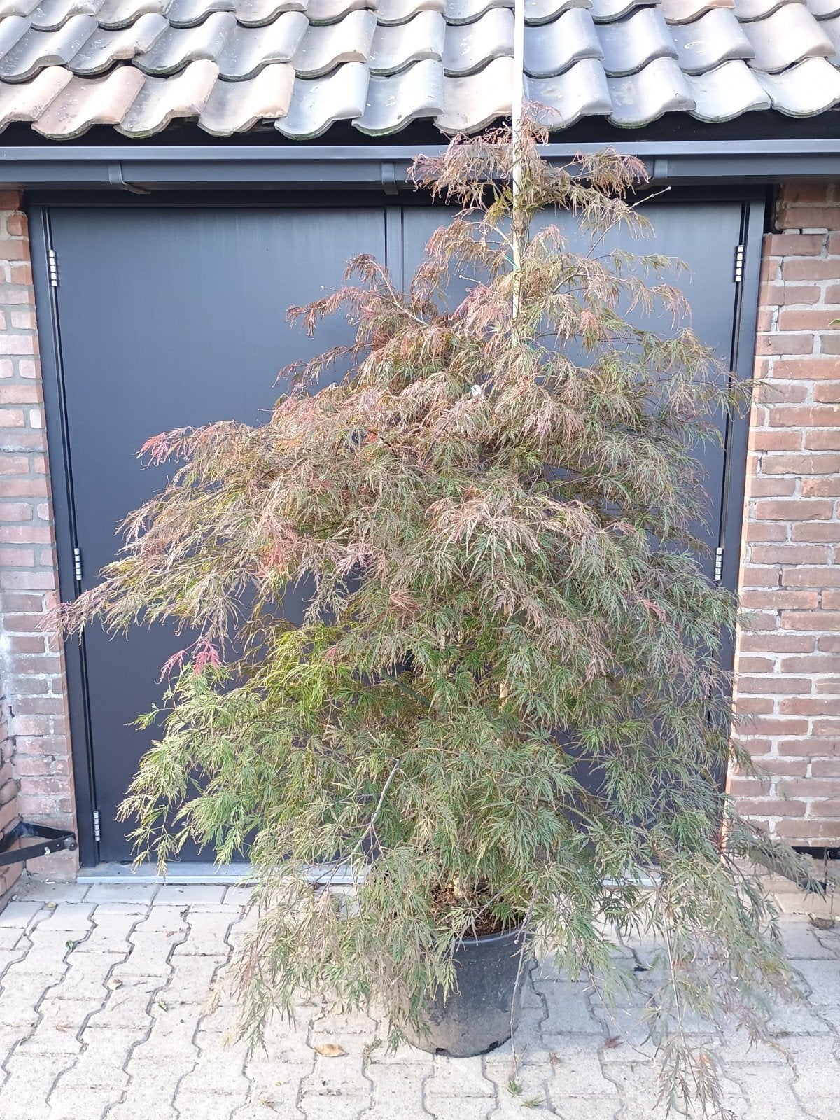 Acer palmatum Garnet - Japanse Esdoorn, Tuin en Terras, Bloeit niet, Halfschaduw, Overige soorten, 100 tot 250 cm