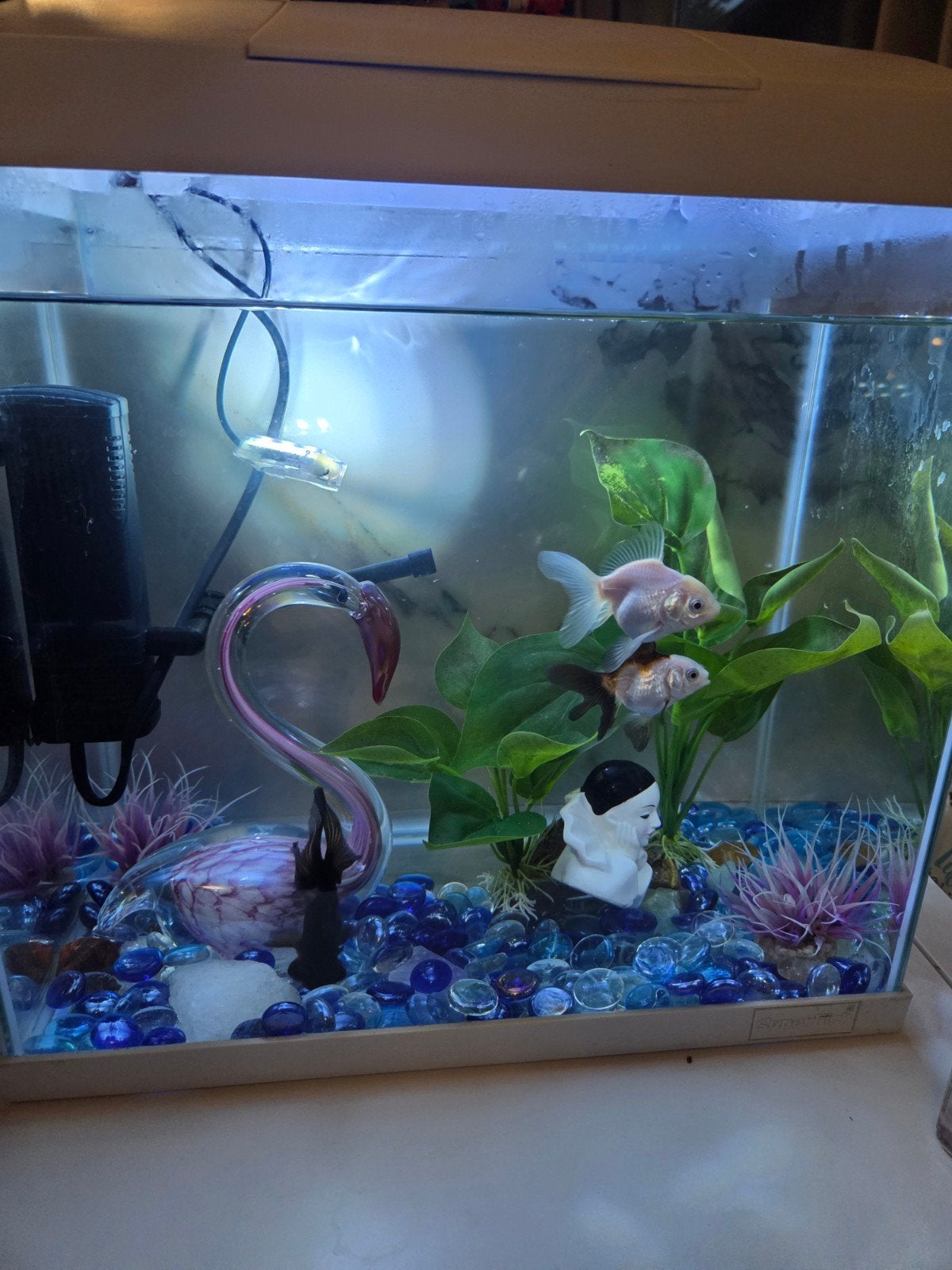 compleet aquarium met 3 vissen, Ophalen, Gevuld zoetwateraquarium