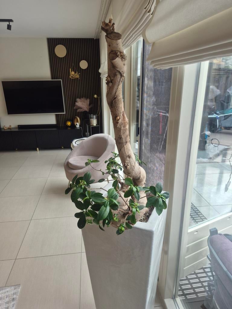 Bonsai Ficus in stijlvolle keramische pot, Huis en Inrichting, Kamerplanten, Ophalen, Ficus, Halfschaduw, Minder dan 100 cm