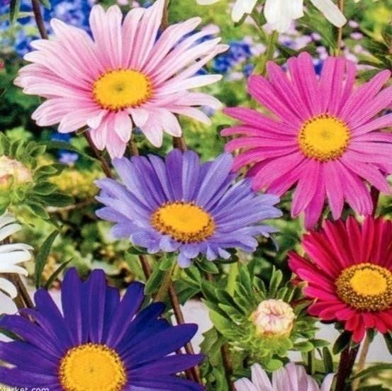 Zaden Aster Madeleine - Callistephus chinensis Madeleine Mix, Verzenden, Voorjaar, Volle zon, Zaad