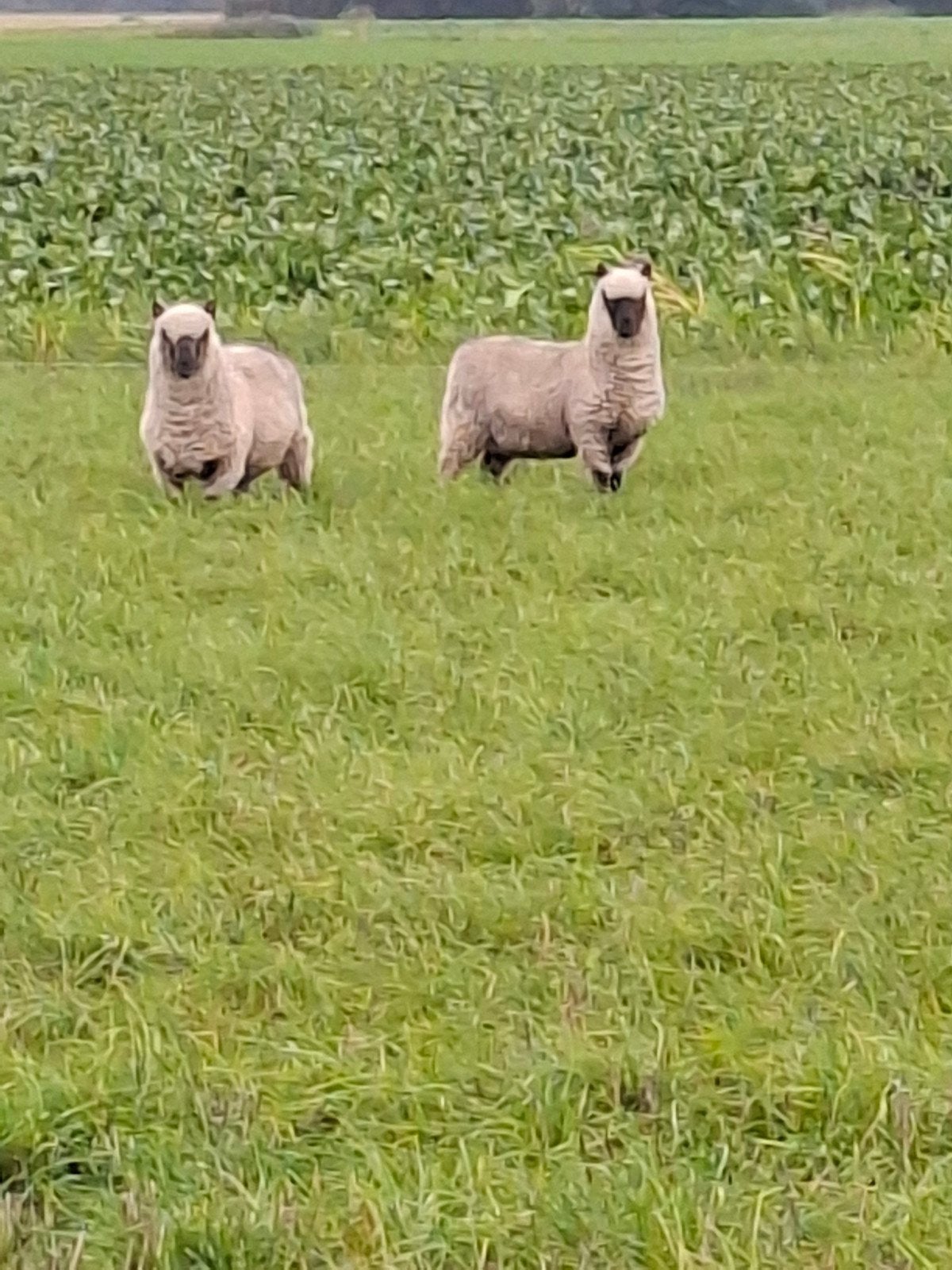 Clun Forest ooien, Dieren en Toebehoren