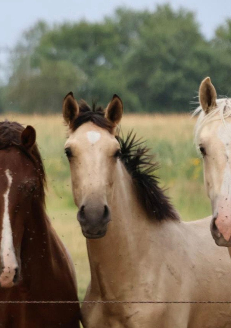 Jaarling valk Andalusiër hengst, Dressuurpaard, 0 tot 2 jaar, Hengst, Onbeleerd
