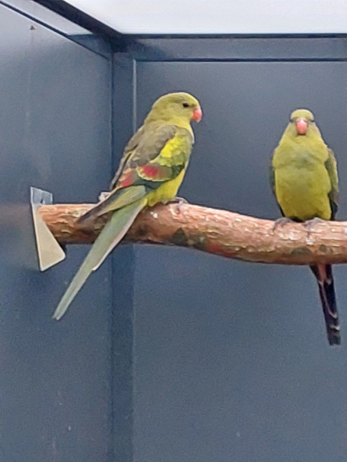 Bergparkiet man of pop ruilen ivm onverwant mkn, Dieren en Toebehoren, Vogels | Parkieten en Papegaaien, Meerdere dieren, Parkiet