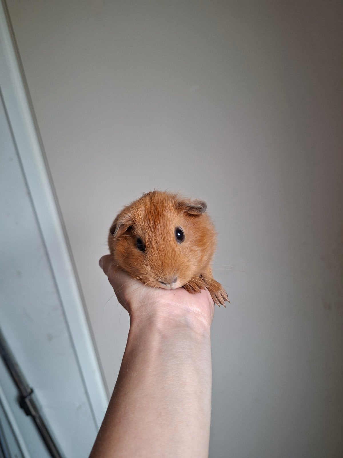 Cavia zeugje op zoek naar nieuw huisje, Juli, Vrouwelijk, Cavia