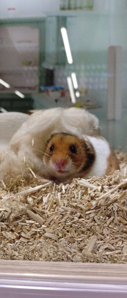 Goudhamster mannetje + toebehoren, Dieren en Toebehoren, Knaagdieren, Hamster, Maart, Mannelijk, Tam