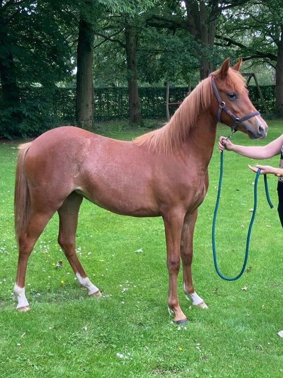 Welsh NWR, Dieren en Toebehoren, Pony's, Merrie, Met stamboom, Dressuurpony, 0 tot 2 jaar
