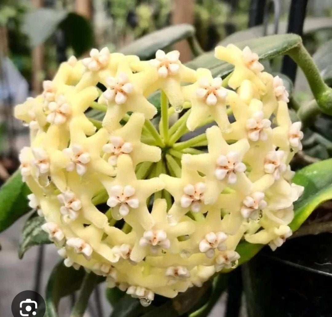 Hoya villosa, Ophalen of Verzenden, Overige soorten, Volle zon