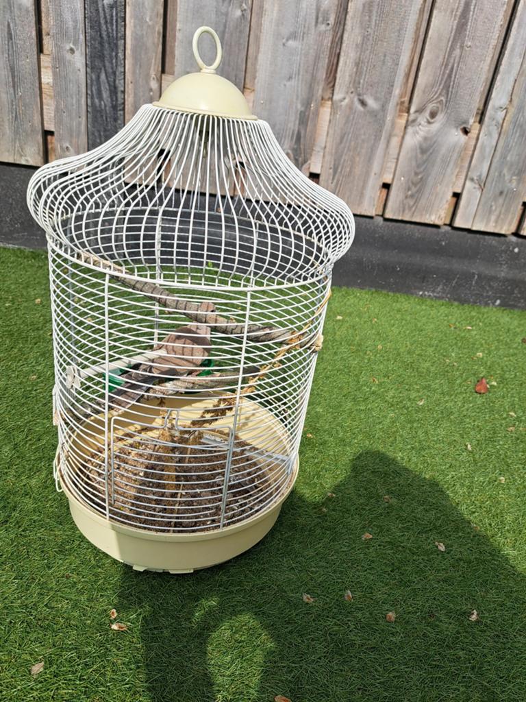 Turkse tortel duif met kooi, Ophalen, Gebruikt, Metaal, Vogelkooi