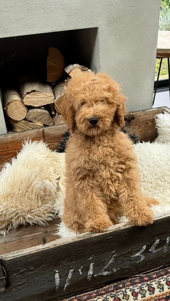 Labradoodle, Dieren en Toebehoren, Nederland, Overige rassen, CDV (hondenziekte), 8 tot 15 weken