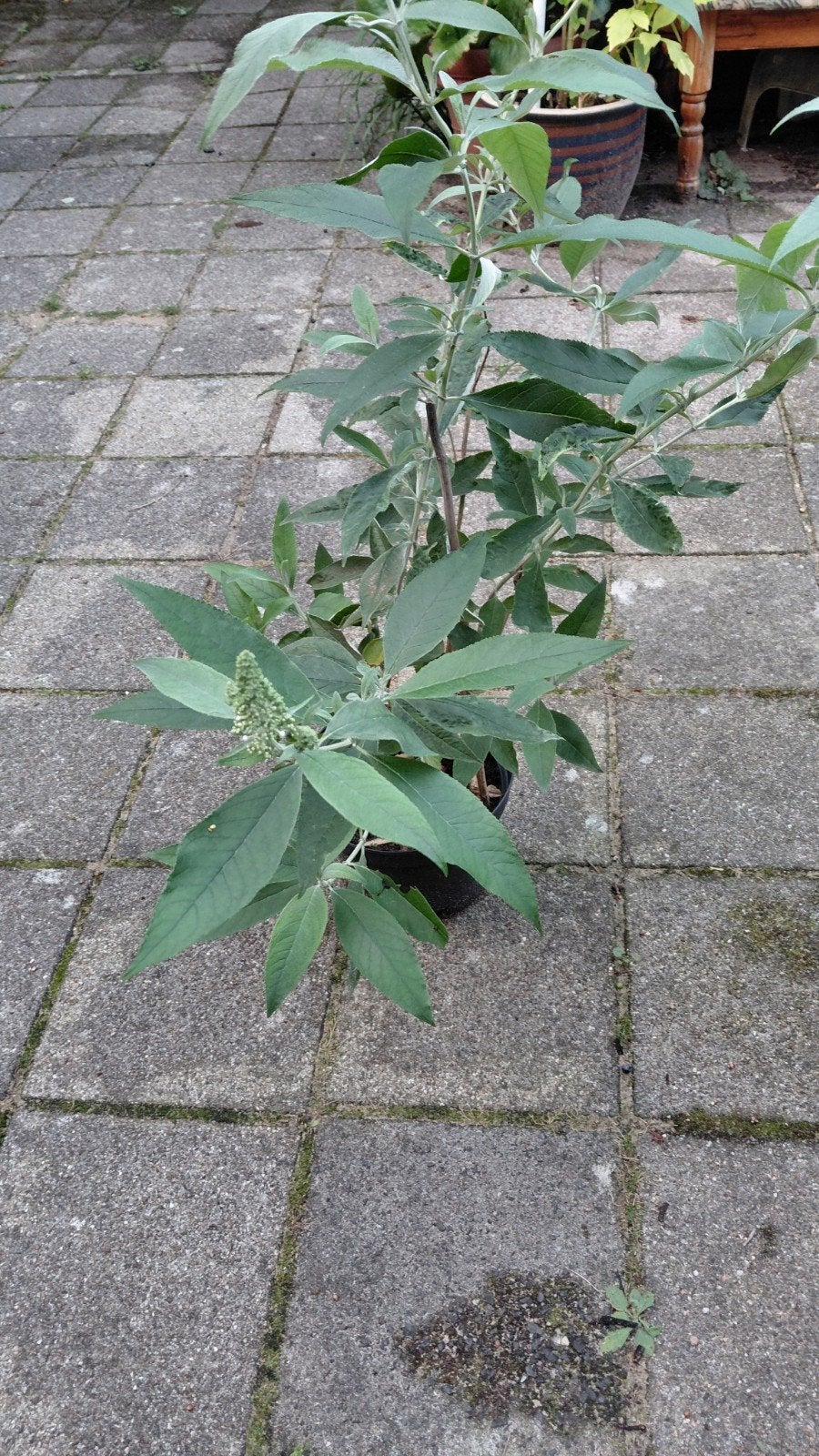 biologisch opgekweekte witte vlinderstruik, Overige soorten, Volle zon, Vaste plant, Ophalen of Verzenden
