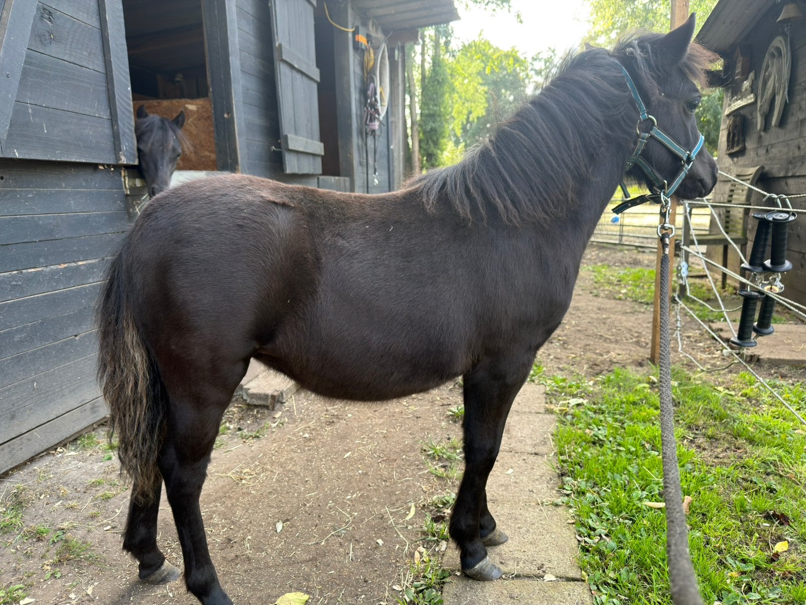 NMPRS,Merrie,Zwart,Minipaard,Miniatuurpaard,pony, Dieren en Toebehoren, Merrie