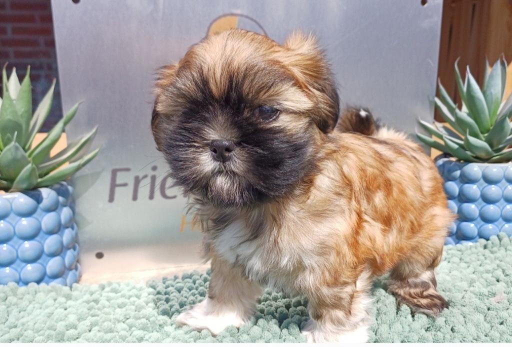 Mooie boomer pups te koop, Dieren en Toebehoren, Nederland, Parvo, Overige rassen, 8 tot 15 weken