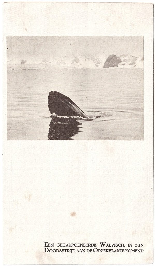 Knipsel / Prent - Walvis 1 - Walvisvaart Walvisjacht Jacht, Ophalen of Verzenden, Voor 1920, Overige thema's