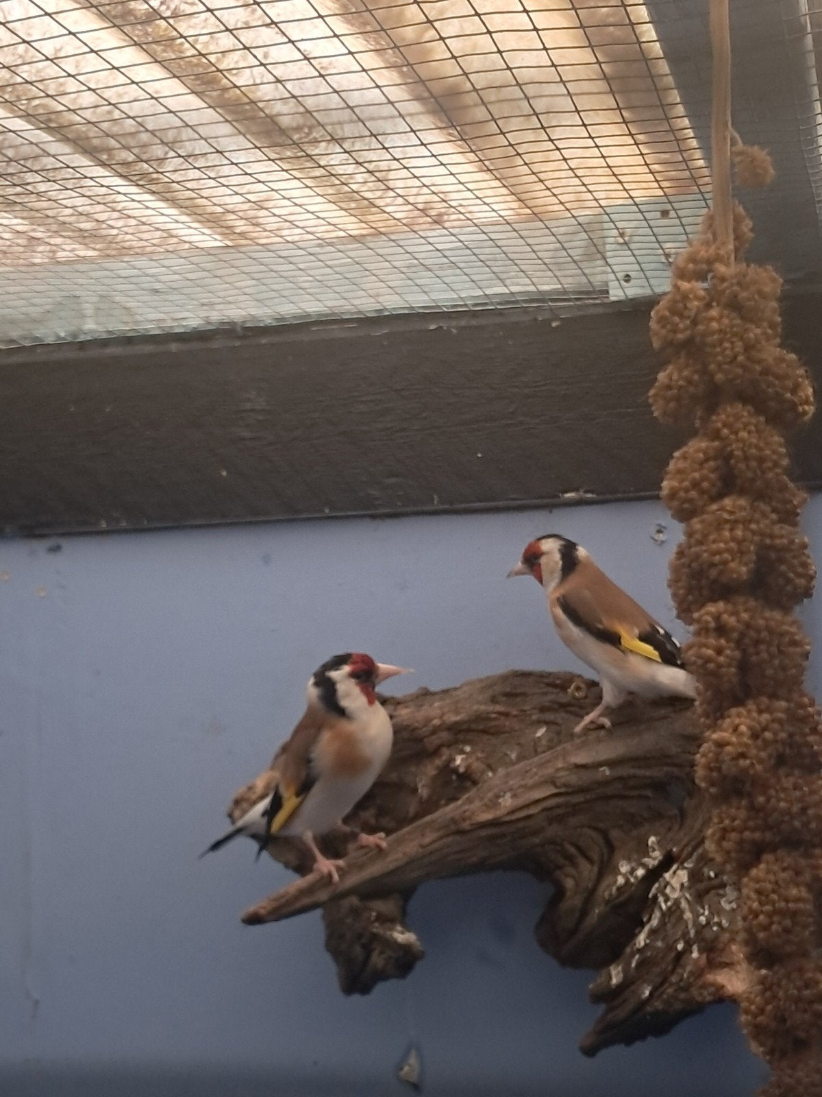 Tekoop  super  mooi  koppel  putters  van  24en26, Meerdere dieren, Wildzangvogel