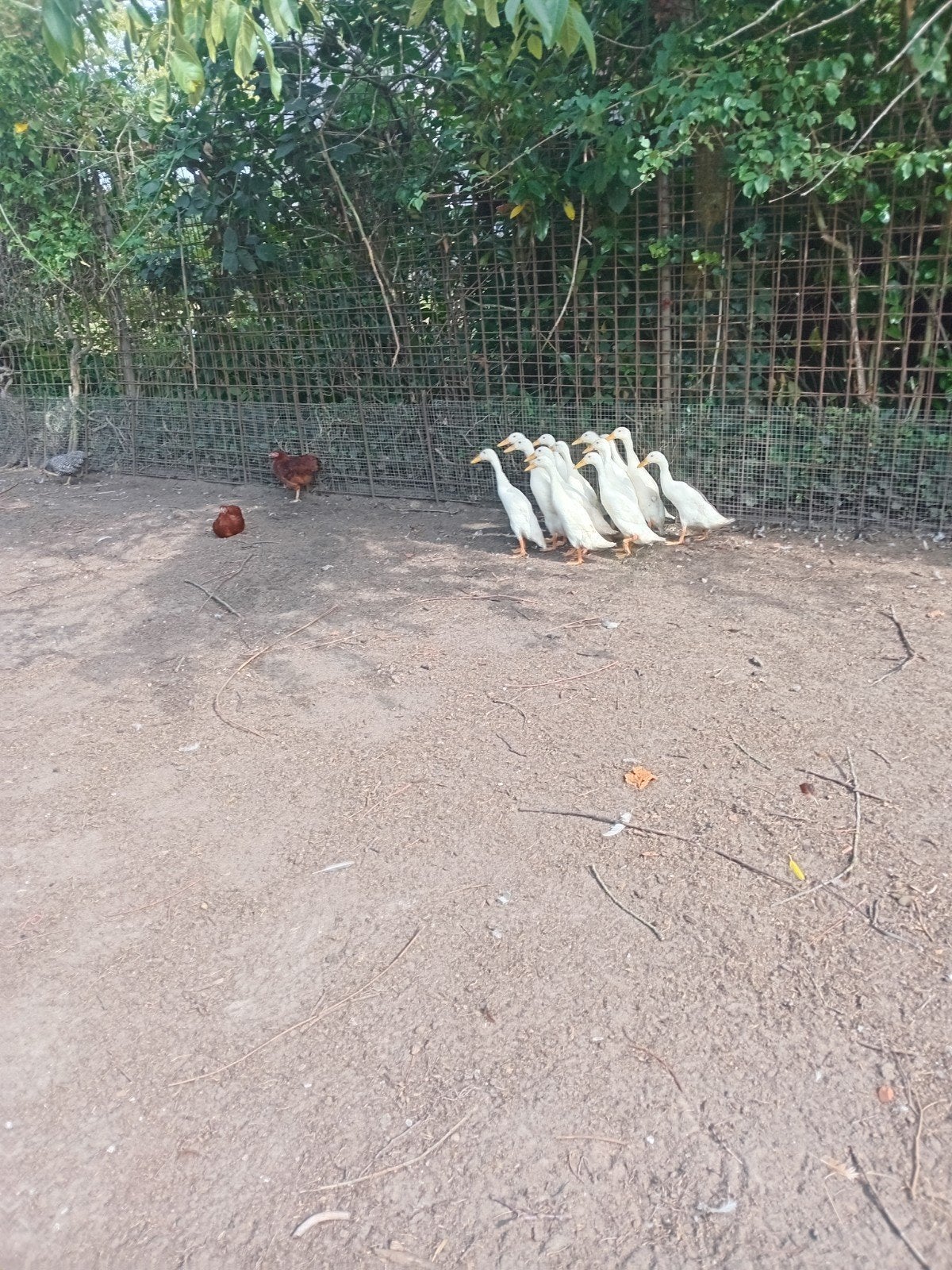looopeenden wit mannen envrouwen, Dieren en Toebehoren, Pluimvee, Meerdere dieren, Eend