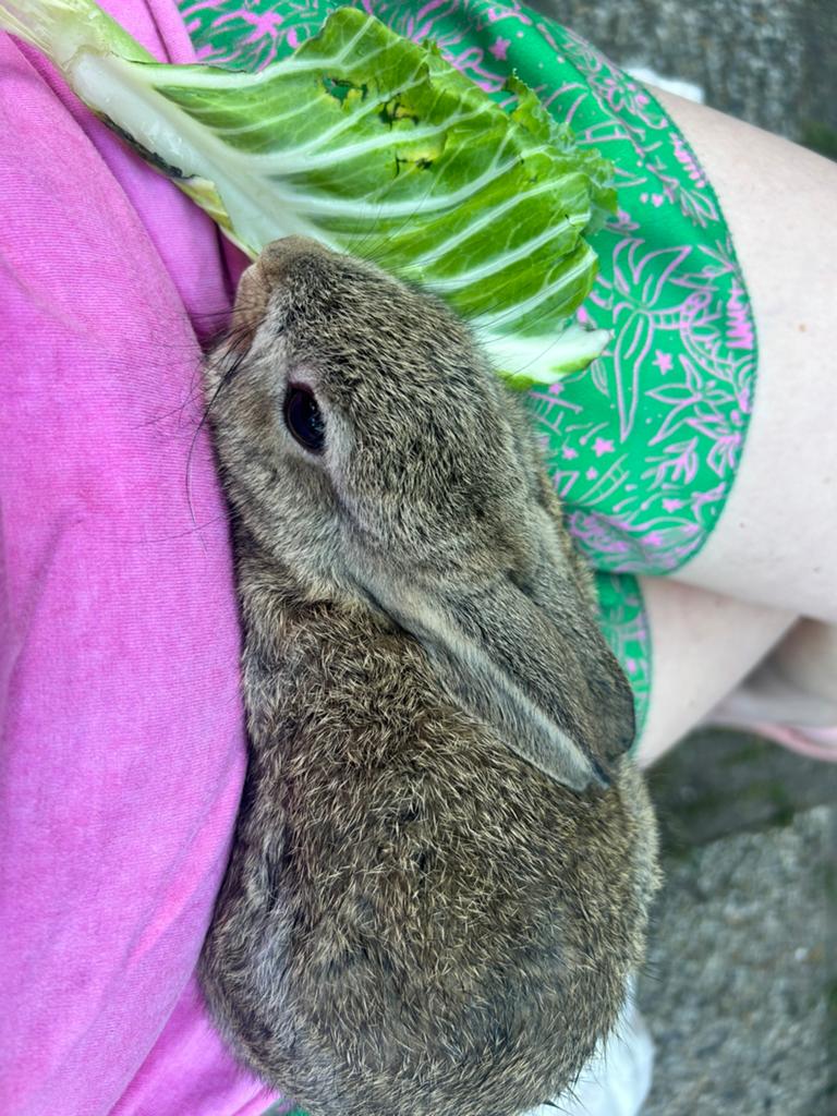 Wild kleurig konijn 9 weken, Dieren en Toebehoren, Konijnen, Mannelijk, Klein, 0 tot 2 jaar