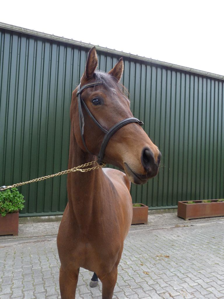 3 jarige merrie Hermes x Vivaldi x Purioso, Dieren en Toebehoren, Paarden, Merrie, Met stamboom, Dressuurpaard, 3 tot 6 jaar