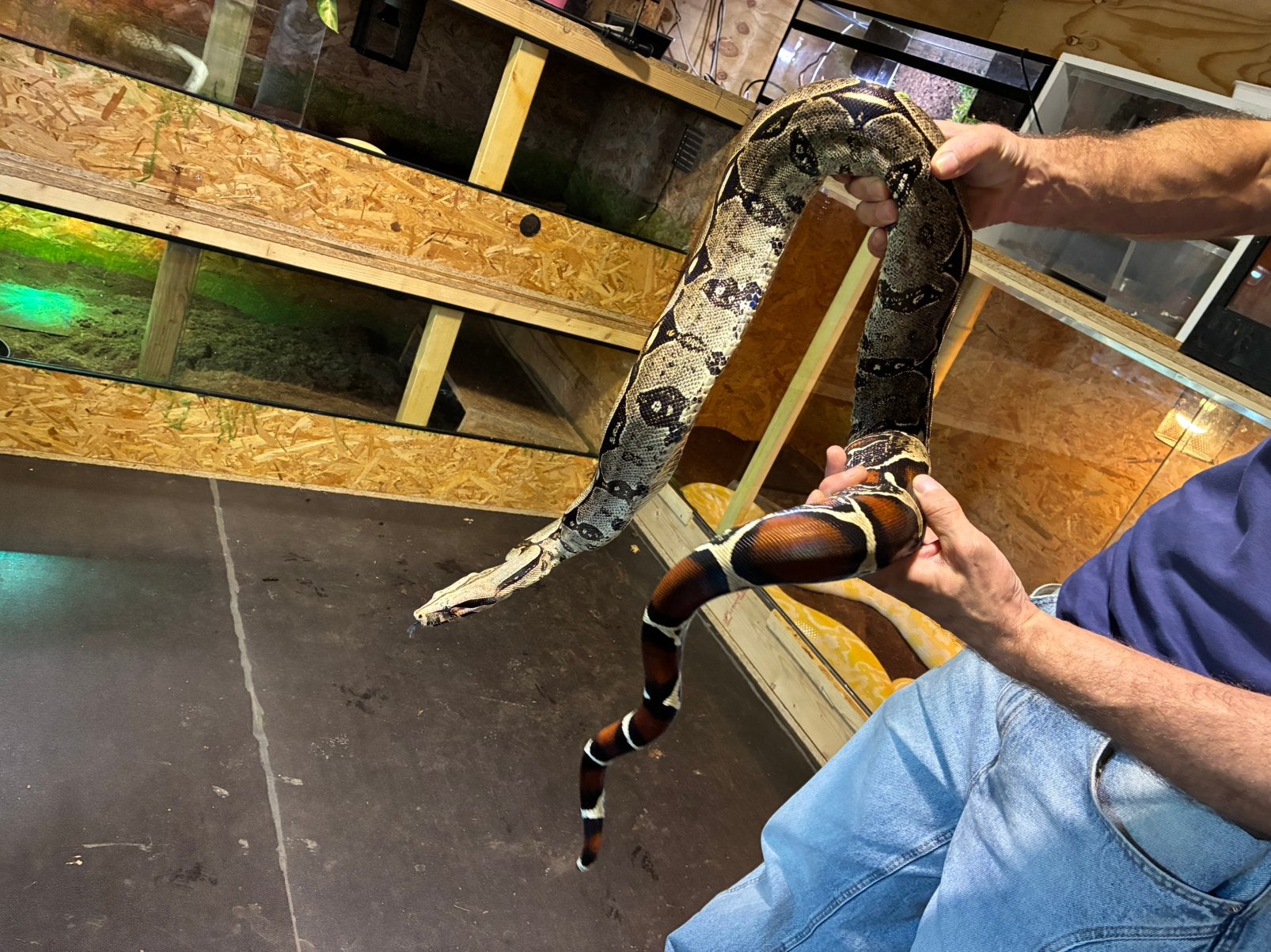 Boa constrictor Roodstaartboa Boa Constrictor photo 10