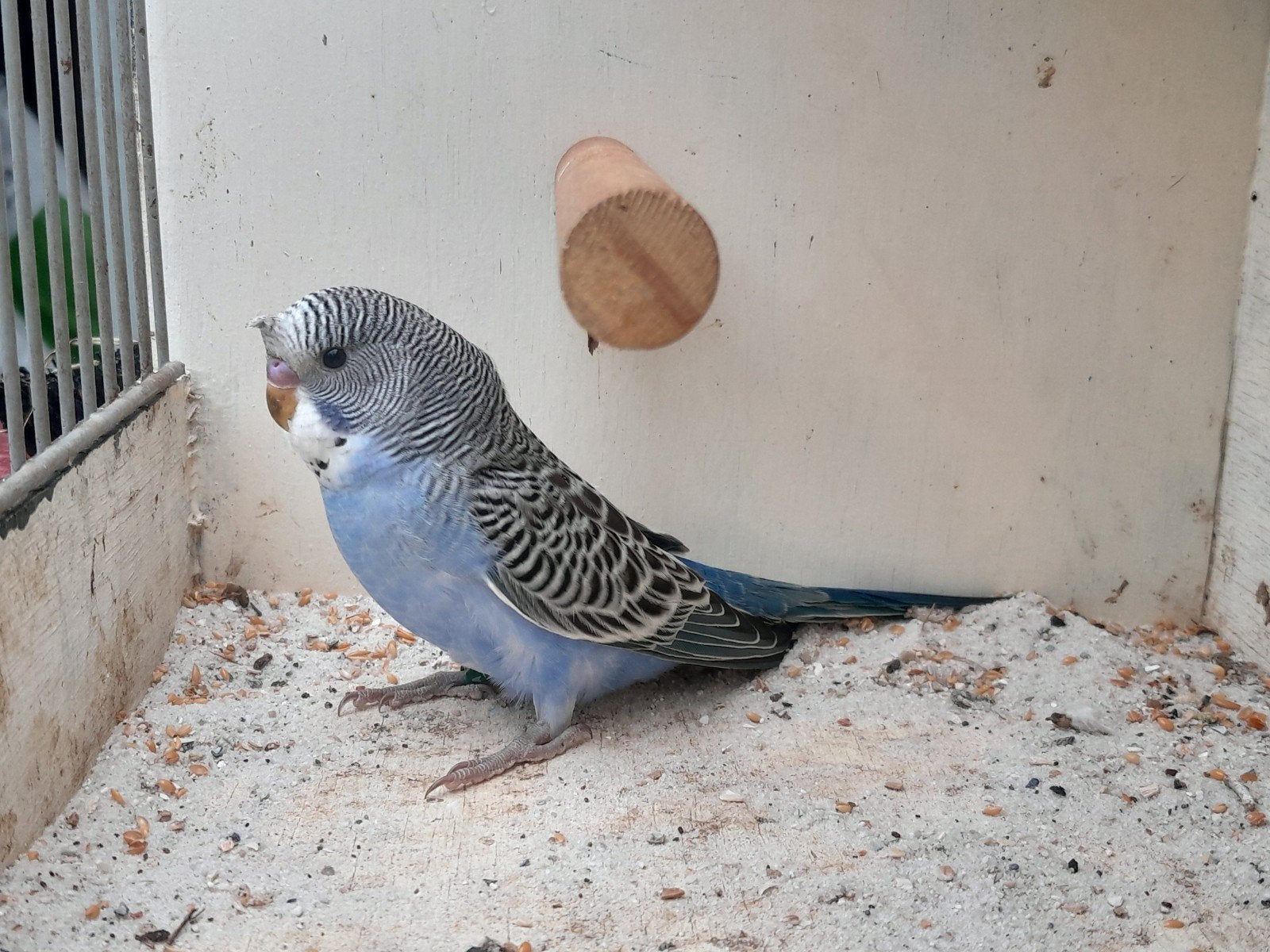Prachtige gekuifde blauwe grasparkiet man split blackface, Dieren en Toebehoren, Vogels | Parkieten en Papegaaien, Mannelijk, Parkiet