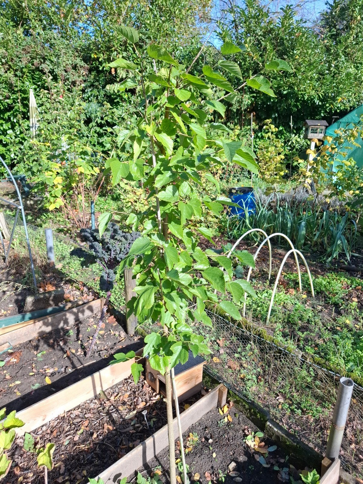 Moerbei boom, 1-stammig, ca. 150-175cm hoog, Ophalen, Overige soorten, 100 tot 250 cm