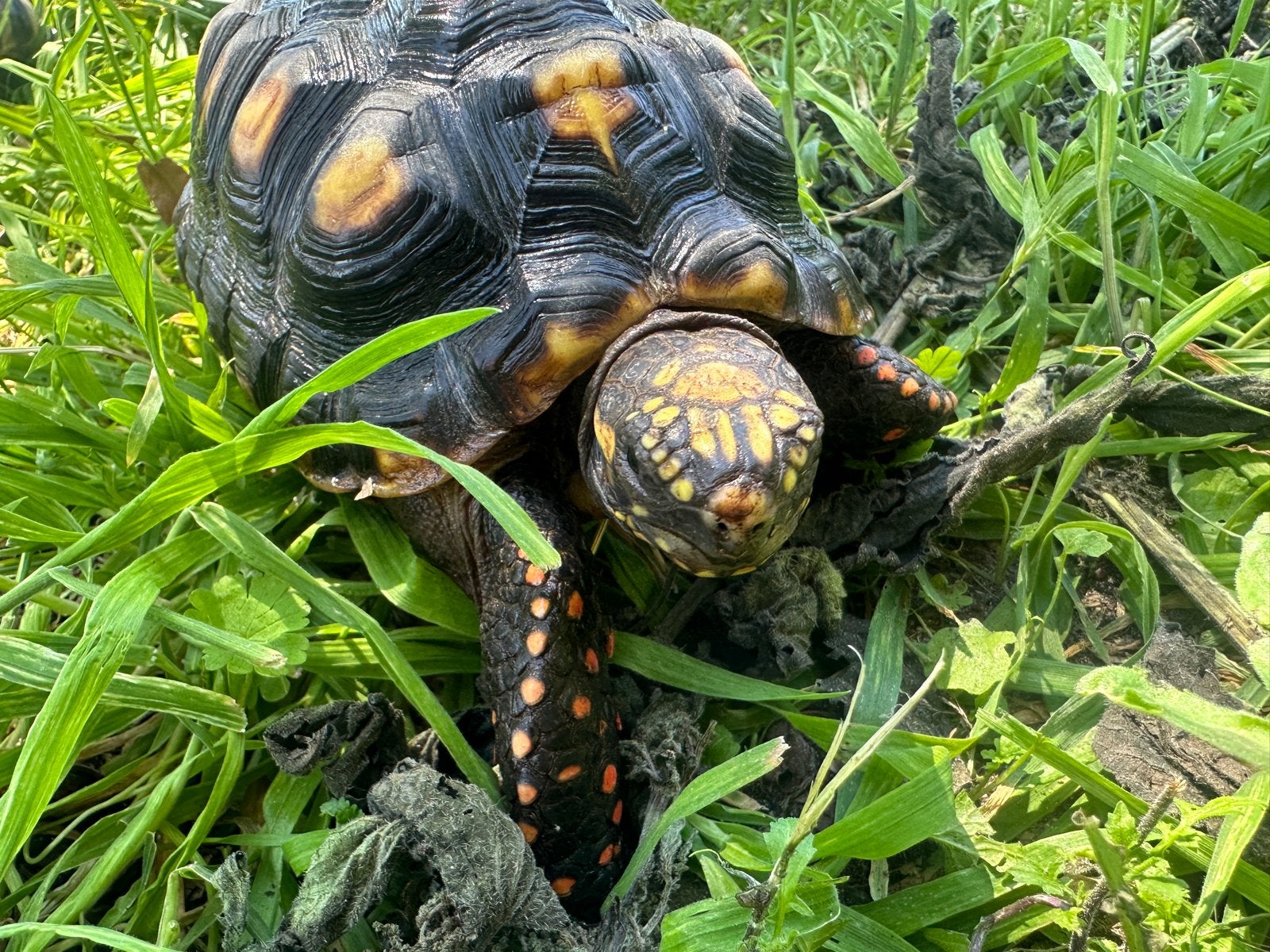 Kolenbrander, carbonara schildpadden van klein tot groot., Dieren en Toebehoren, Reptielen en Amfibieën, Schildpad, Tam, 3 tot 6 jaar