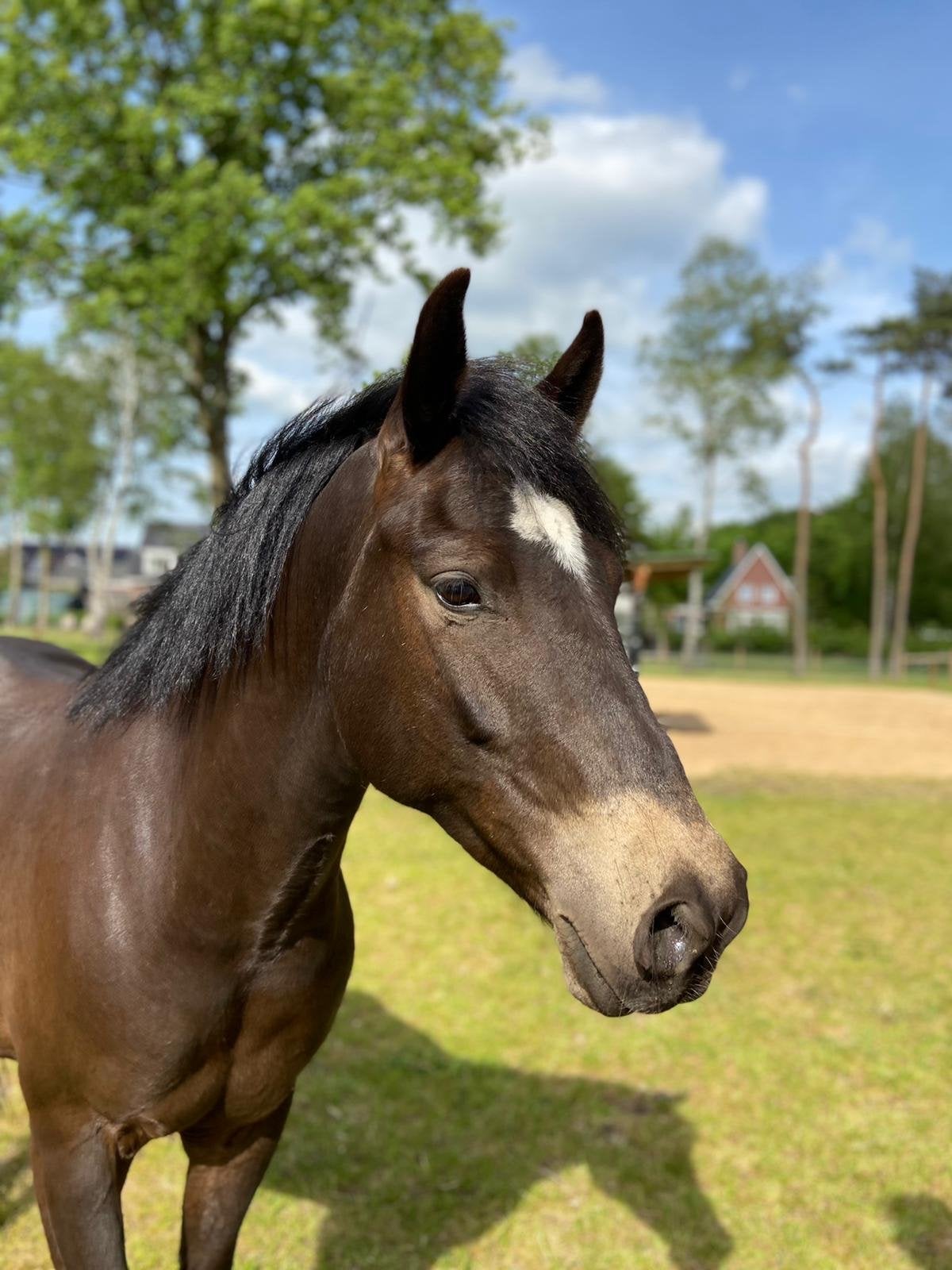 Bijrijder gezocht voor leuke New Forest pony, Ophalen of Verzenden, Nieuw, Veelzijdigheid