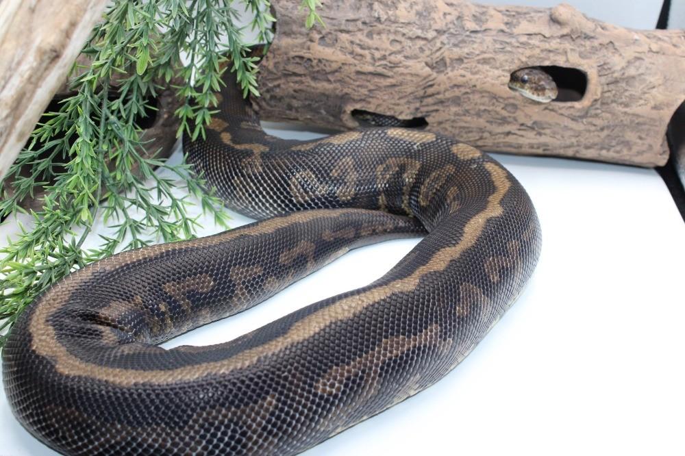 Ball Python/ Regius Python/Confusion cinnamon yb pos special Green Tree Python - female for sale from MysticEliteMorphsNL