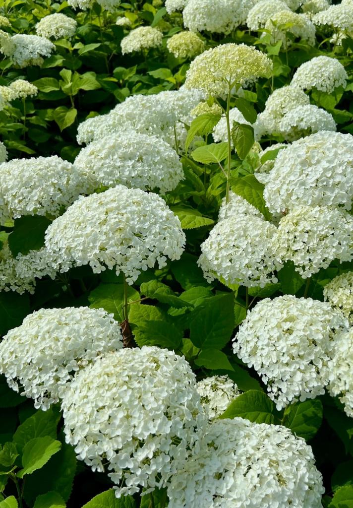 HORTENSIA ANNABELLE uit Biologische tuin Witte bollen, Vaste plant, Halfschaduw, Zomer, Ophalen