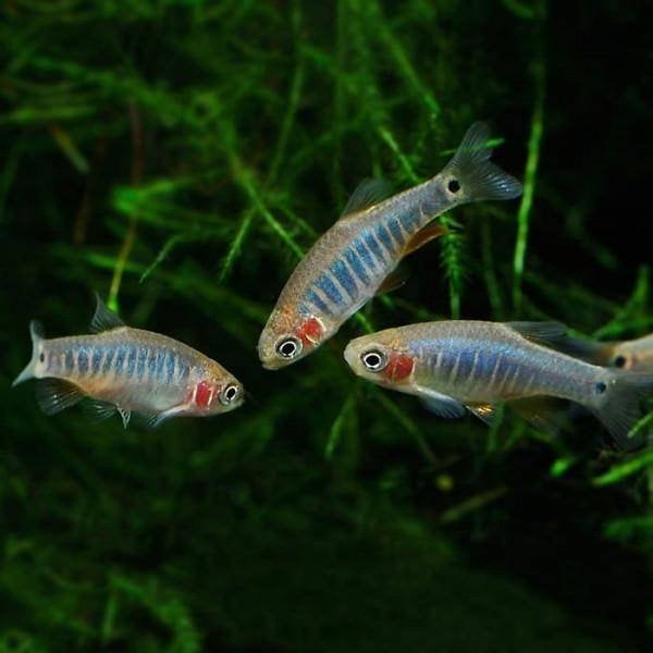 Rasbora emerald – Microrasbora erythromicron 1,5-2 cm, Vis, Zoetwatervis, Schoolvis