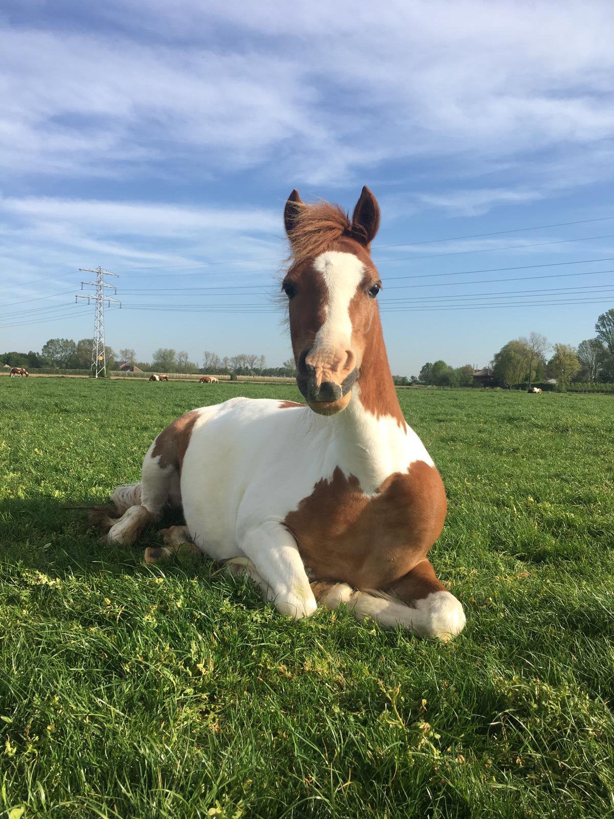Gezocht! Bonte pony, Ophalen of Verzenden