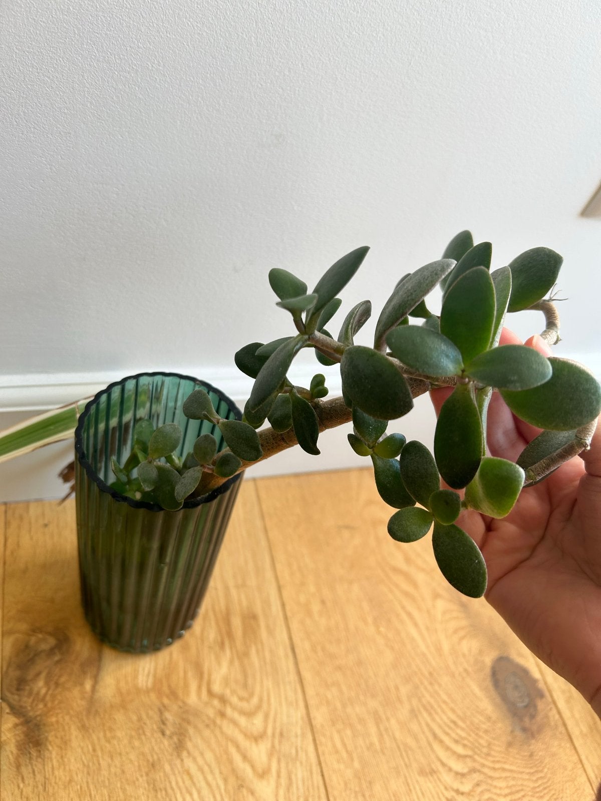 Plantjes (zonder pot), Vaste plant, Bloeit niet, Halfschaduw, Ophalen