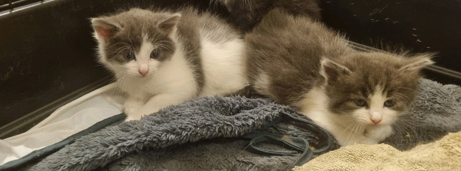 2 mannelijke  kitten, 5 weken oud.