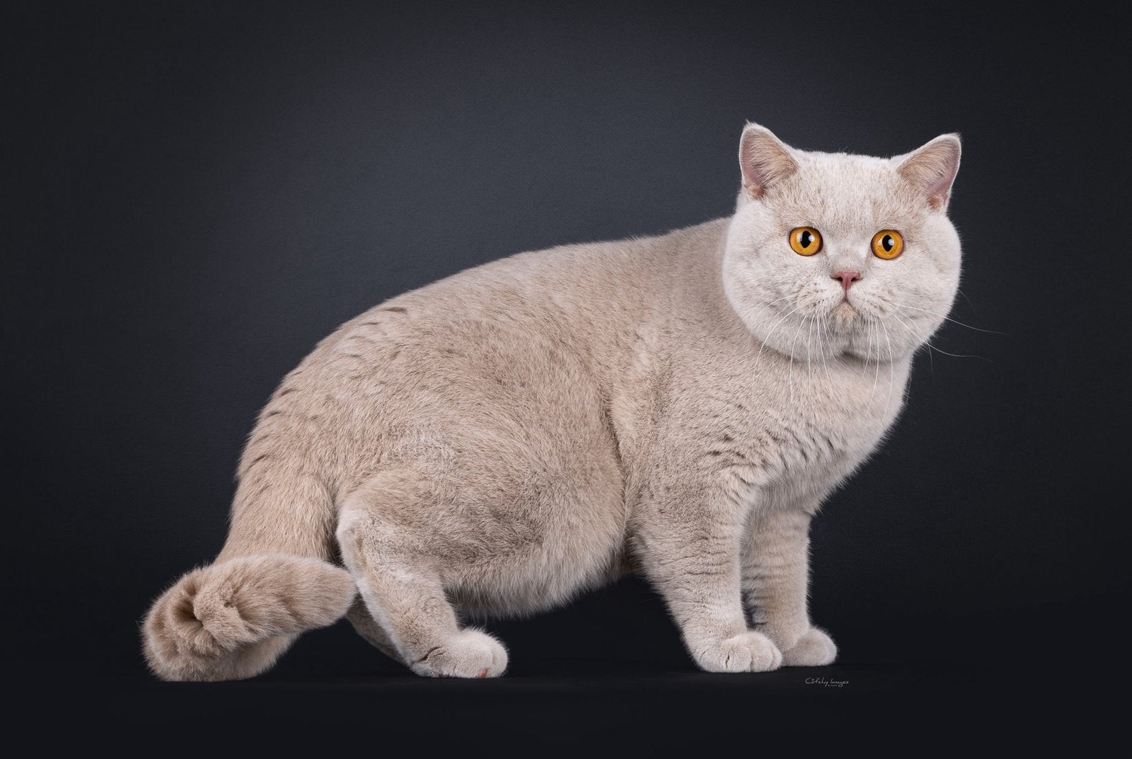 Britse korthaar dekkater fawn met stamboom, Dieren en Toebehoren, 0 tot 2 jaar