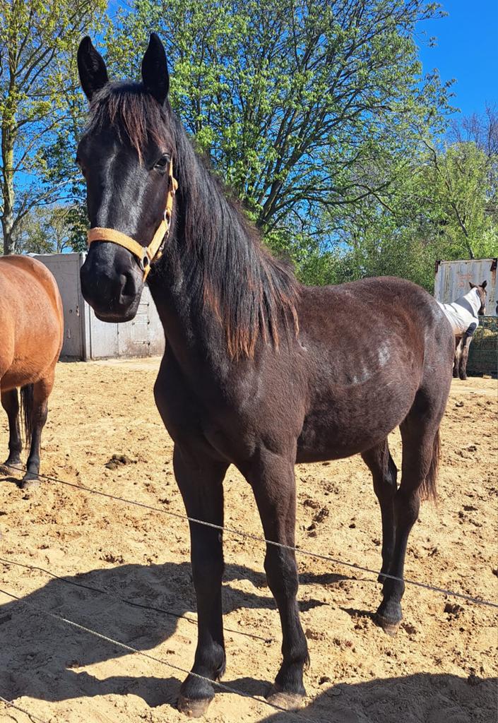 🐴✨ Pony’s / jonge paarden te koop ✨🐴, Ruin, Minder dan 160 cm, Recreatiepaard, 0 tot 2 jaar