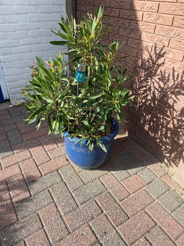 Oleander in pot oranje, Volle zon, Vaste plant, Zomer, Ophalen