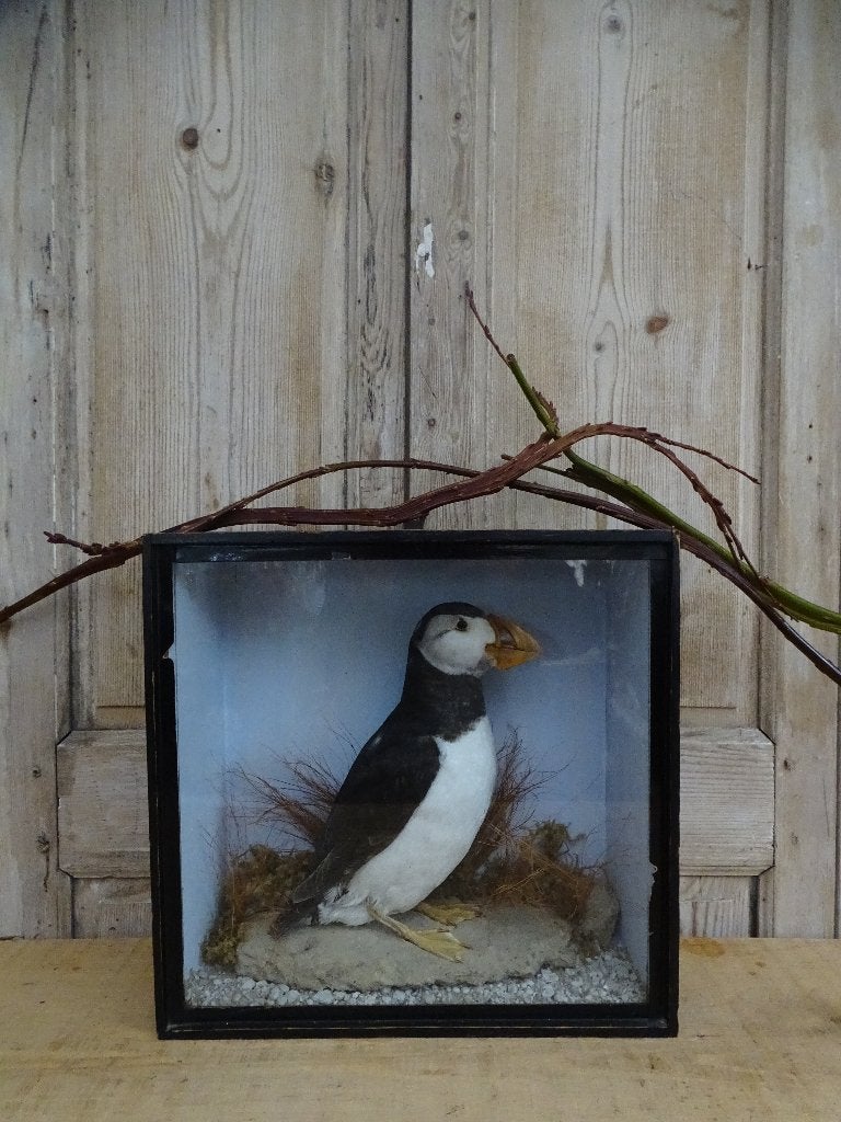 Opgezette papegaaiduiker in oude vitrine, Ophalen of Verzenden