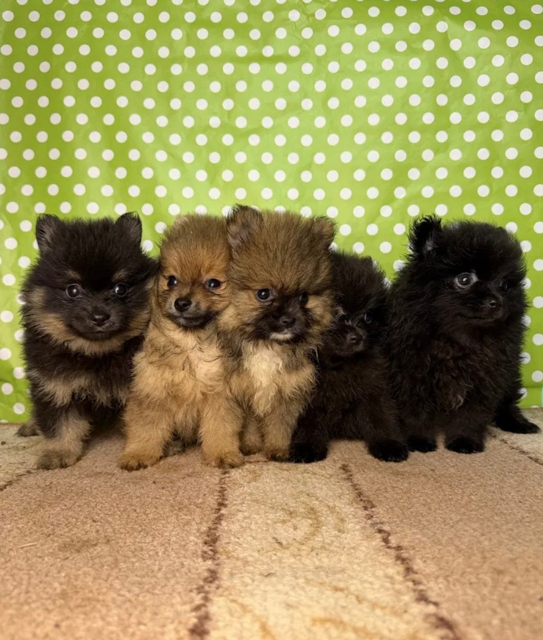 Pluizige pommeriaantjes te koop – super schattig!, Dieren en Toebehoren, Parvo, Overige rassen, 8 tot 15 weken, Meerdere