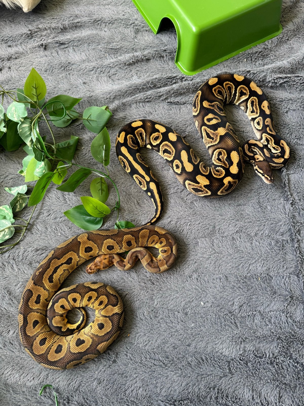Ball Python 1.1 Hypo Clown Pair 2025, Dieren en Toebehoren, Slang, 0 tot 2 jaar