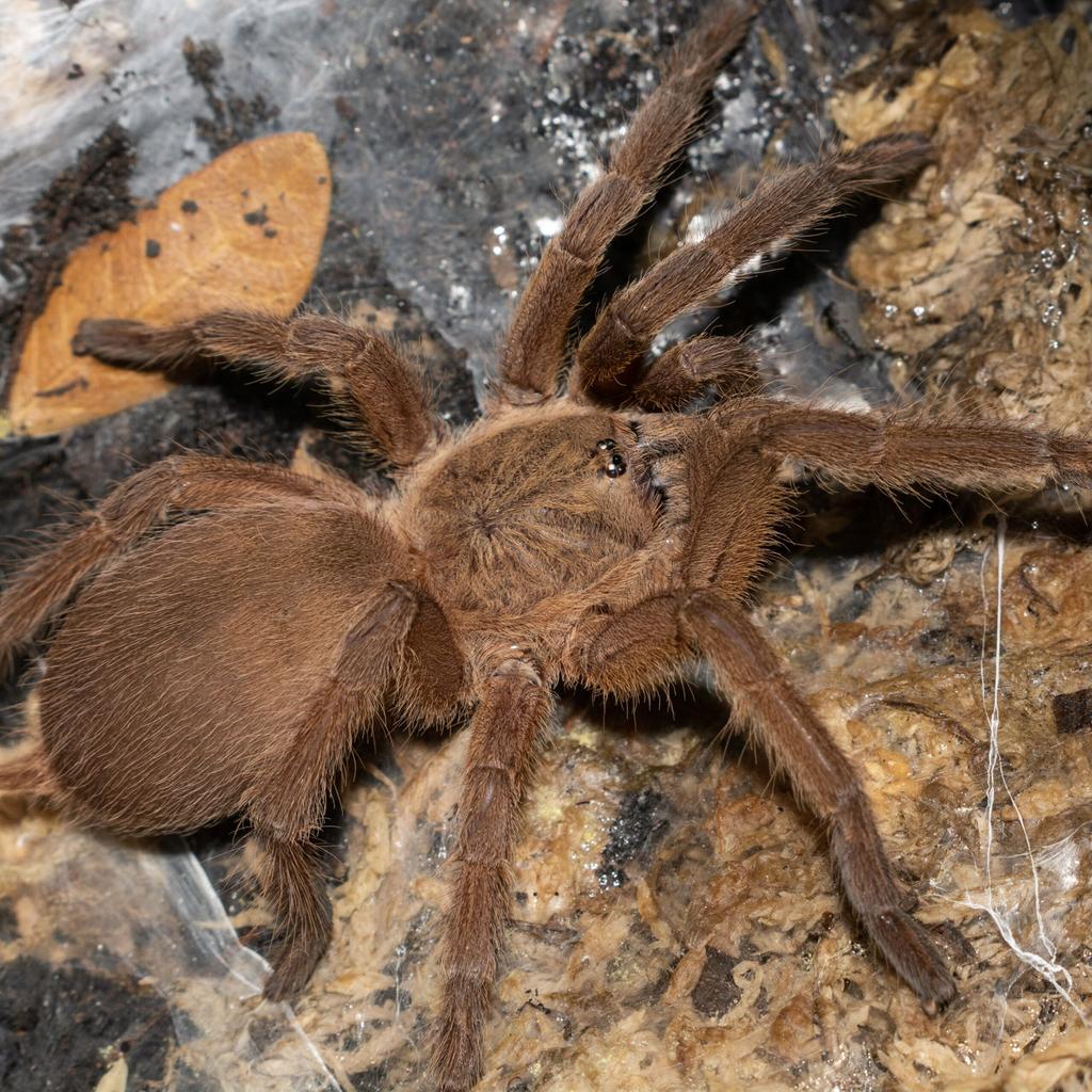 Chilobrachys huahini 0.1, Dieren en Toebehoren, Insecten en Spinnen, Spin of Schorpioen
