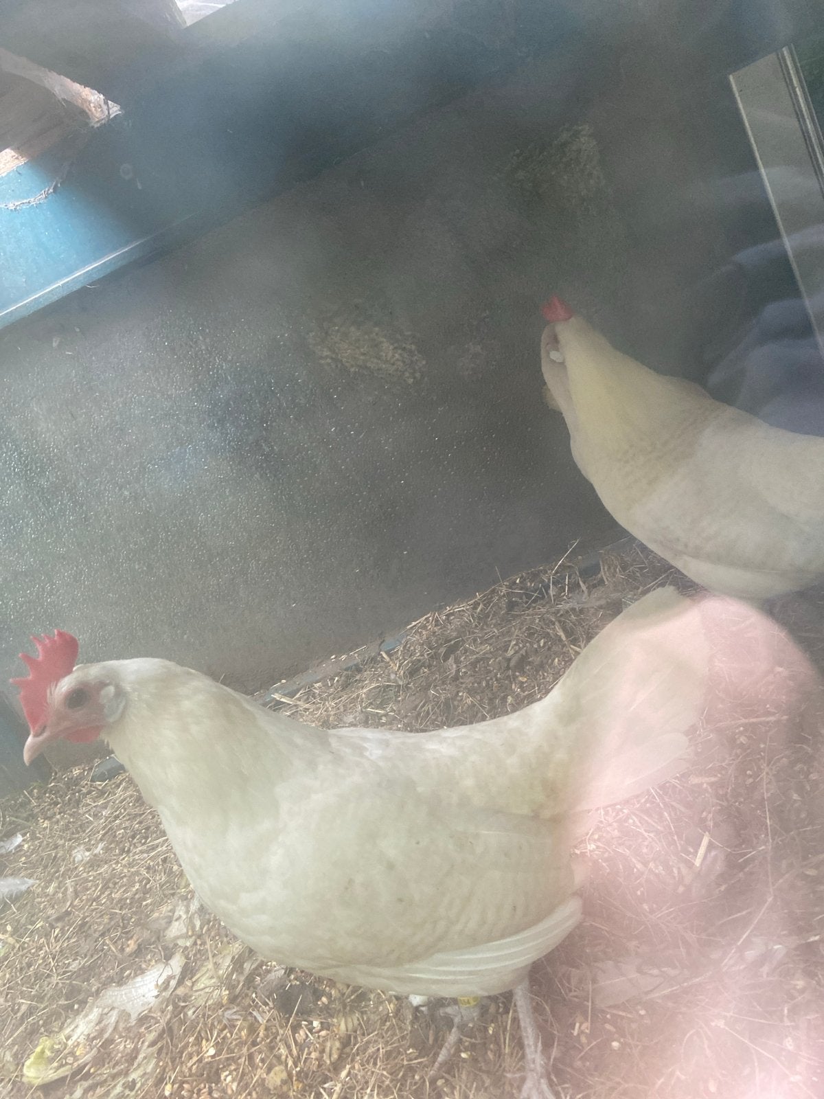 5 Krielkippen en 1 haan, Meerdere dieren, Kip